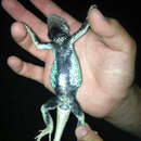 صورة Sceloporus lineatulus Dickerson 1919