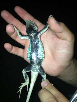 صورة Sceloporus lineatulus Dickerson 1919