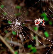 Image de Isoxya tabulata (Thorell 1859)