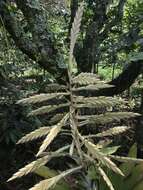 Image of Tillandsia fendleri Griseb.