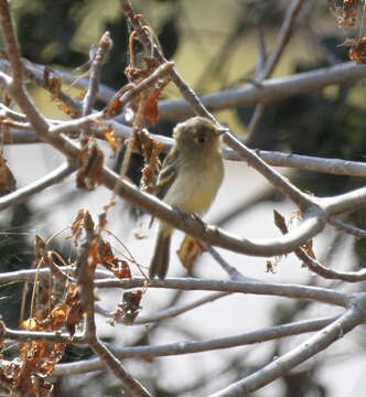 Image of Pacific-slope Flycatcher