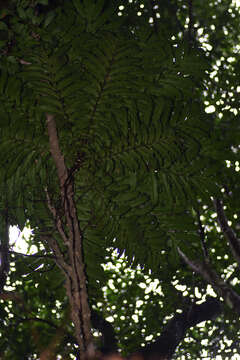 Image of Hicksbeachia pinnatifolia F. Müll.