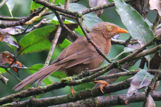 Image of Orange-billed Babbler