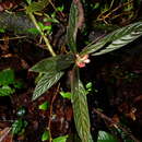 Imagem de Columnea calotricha Donn. Sm.