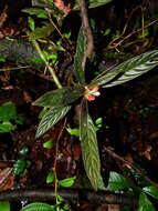 Imagem de Columnea calotricha Donn. Sm.