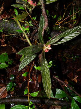 Imagem de Columnea calotricha Donn. Sm.