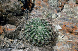 صورة Echinopsis formosa subsp. kieslingii (Rausch) M. Lowry