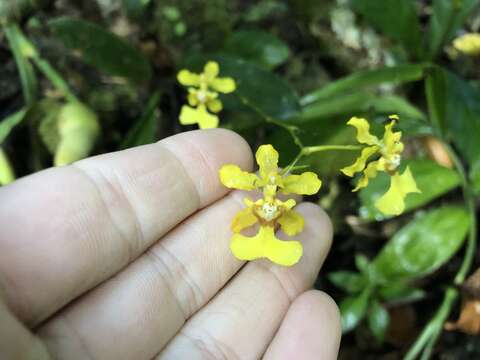 Image of Oncidium obryzatoides Kraenzl.