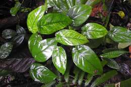 Image of Syngonium macrophyllum Engl.