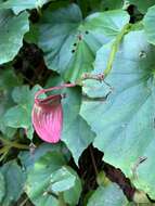 Image of Begonia formosana (Hayata) Masam.