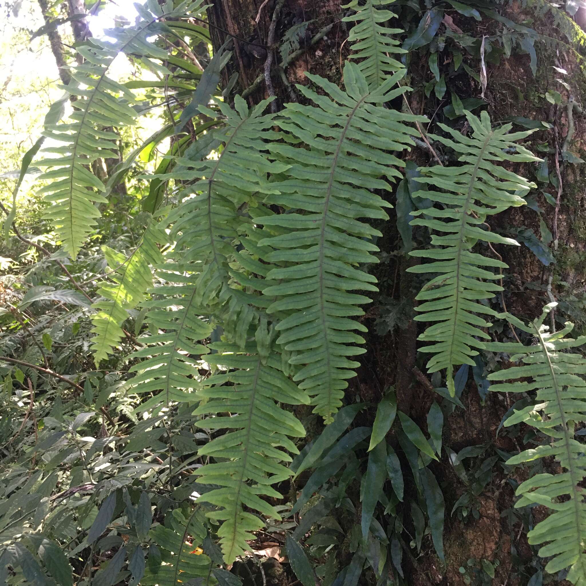 Image of Goniophlebium raishaense