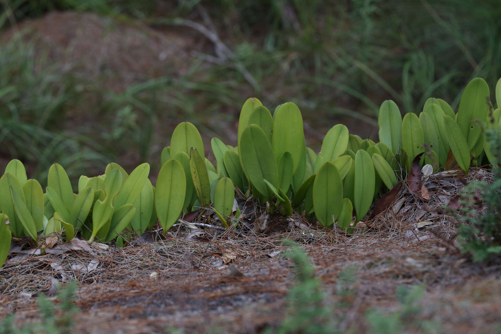 Image of Bulbophyllum baileyi F. Muell.