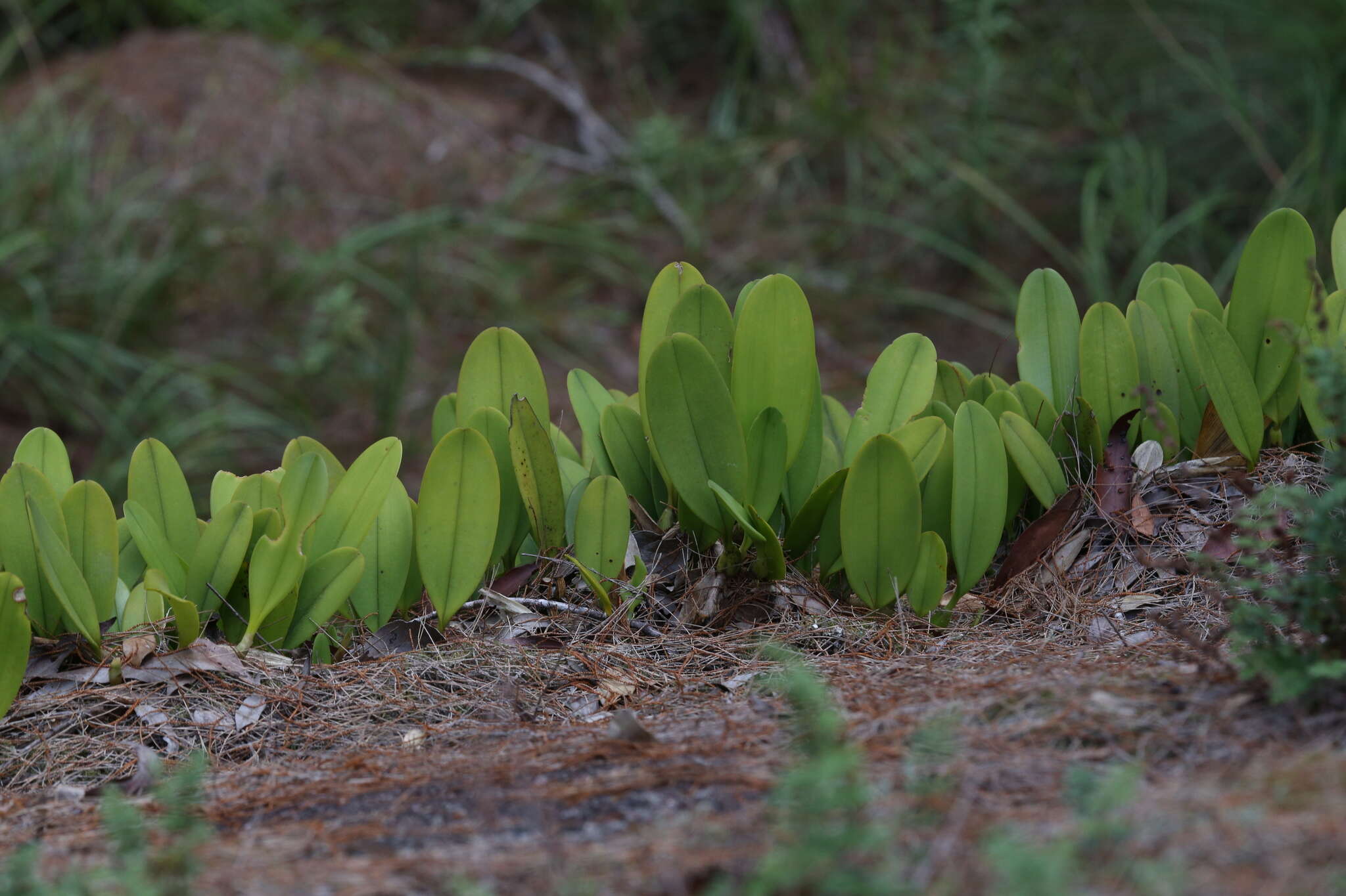 Image de Bulbophyllum baileyi F. Muell.