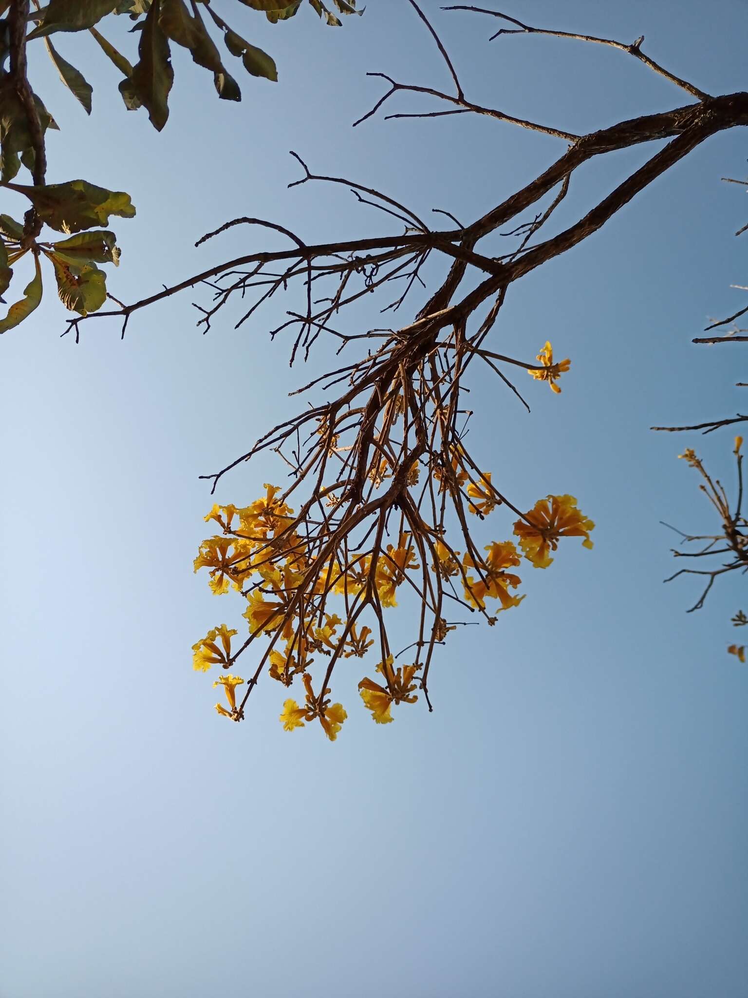 Image of Handroanthus ochraceus subsp. ochraceus