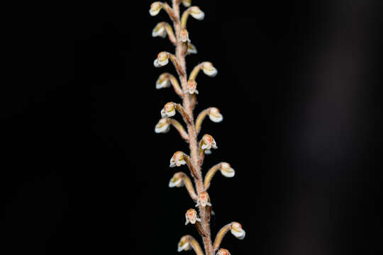 Image of Gonatostylis vieillardii (Rchb. fil.) Schltr.