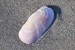 Image of rosy razor clam