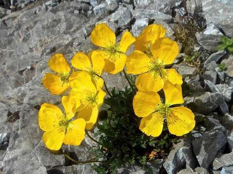 Image of Papaver aurantiacum Loisel.