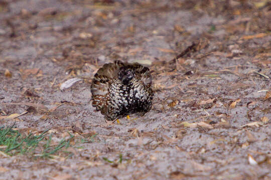 Image of Black-breasted Button-quail