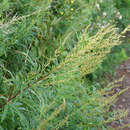 Sivun Artemisia rubripes Nakai kuva