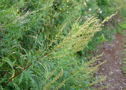 صورة Artemisia rubripes Nakai