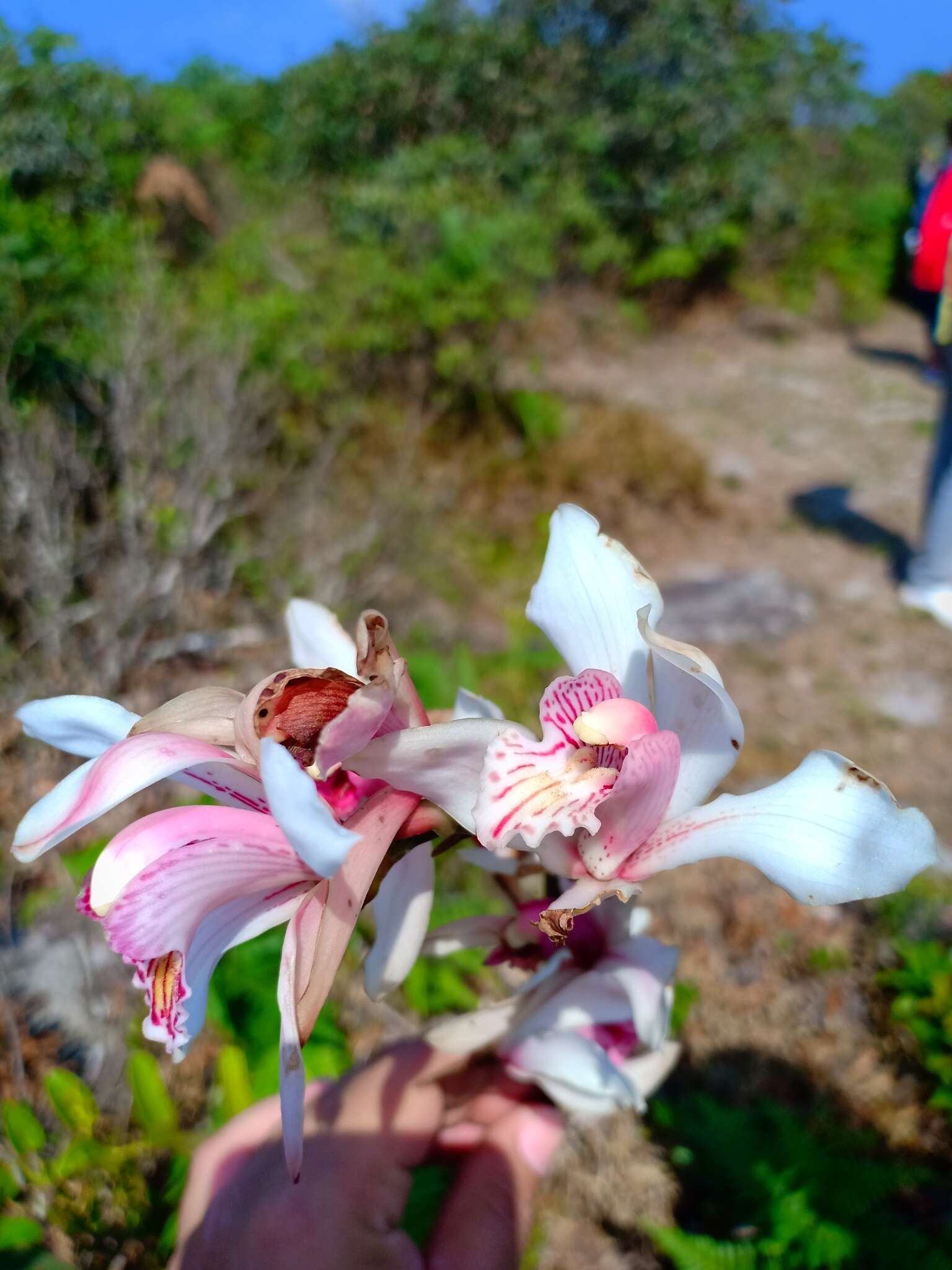 Image of Cymbidium insigne Rolfe