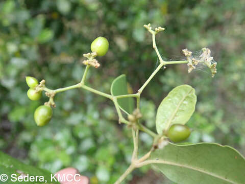 Image of Cassinopsis madagascariensis Baill.