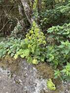 Image of Aeonium canariense subsp. latifolium (Burchard) Bañares