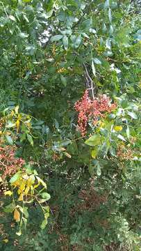 Image of Mt. Atlas mastic tree