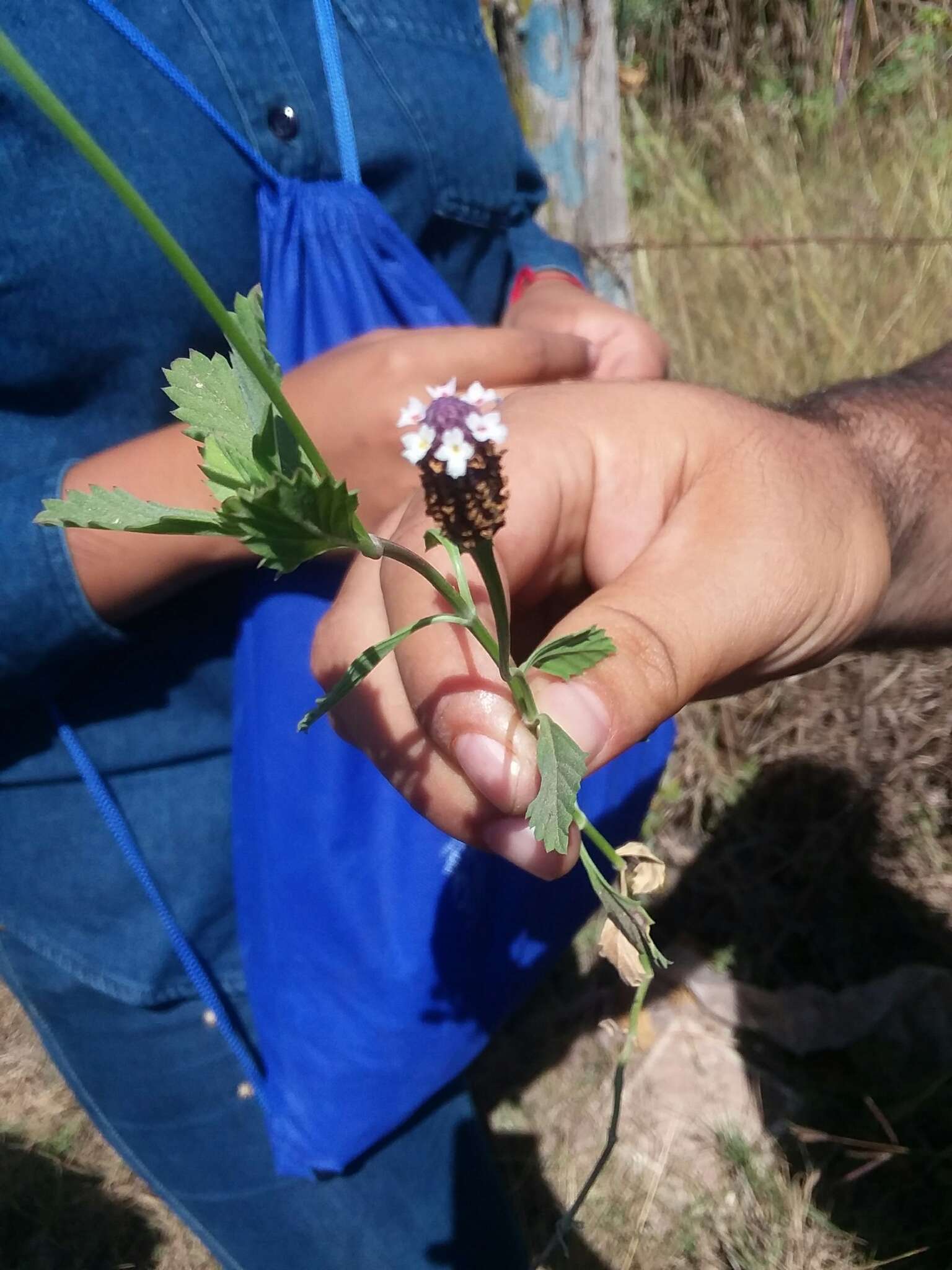 Imagem de Phyla nodiflora var. reptans (Kunth) Moldenke