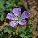 Image of Geranium dolomiticum Rothm.