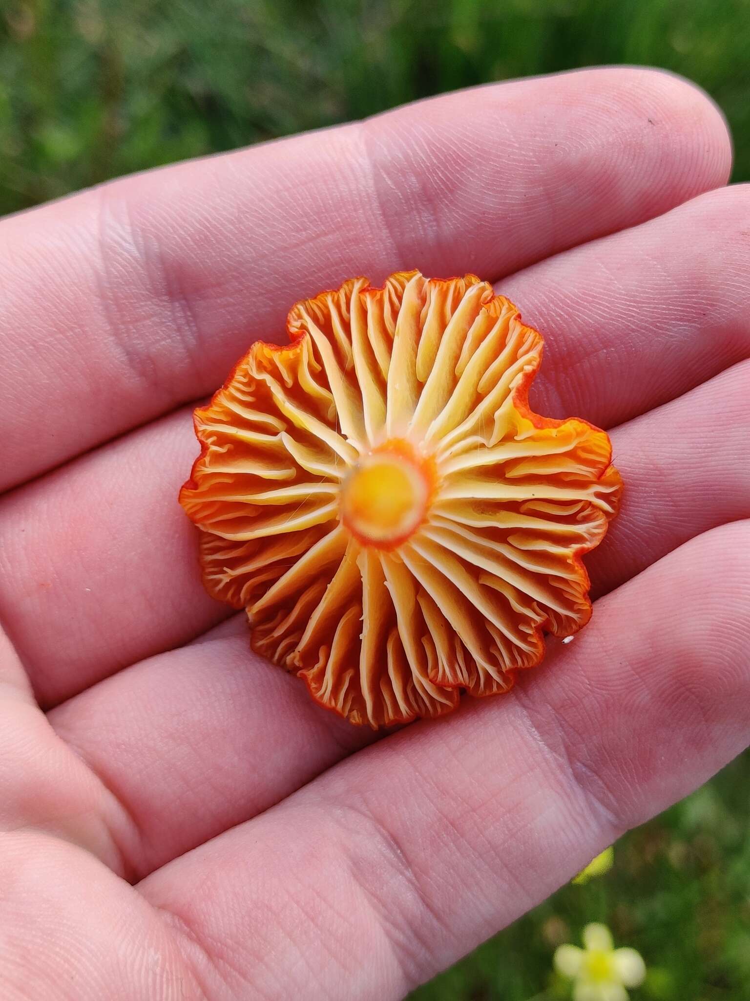 Слика од Hygrocybe coccineocrenata (P. D. Orton) M. M. Moser 1967