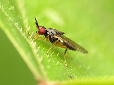 Image of Elachiptera costata (Loew 1863)