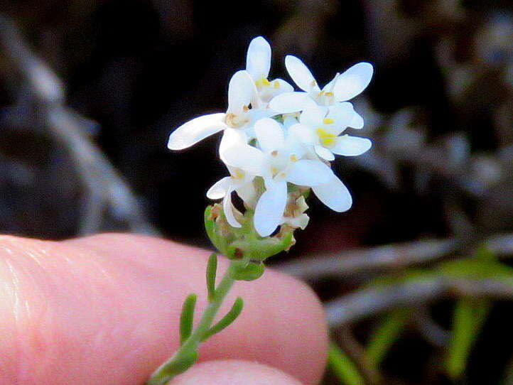 Image of Selago levynsiae O. M. Hilliard