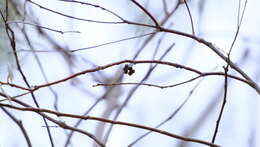 Image of Eucalyptus camaldulensis subsp. arida Brooker & M. W. Mc Donald