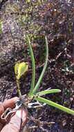 Image of Angraecum potamophilum Schltr.