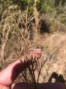 Andropogon cretaceus的圖片