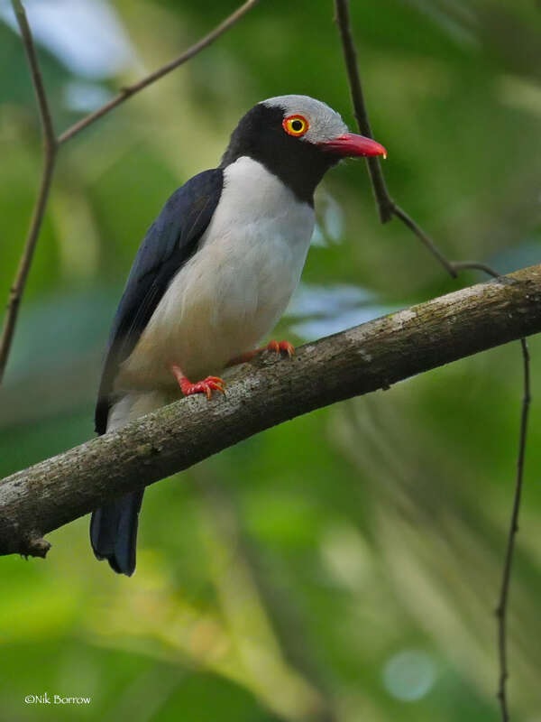 Image de Bagadais à bec rouge