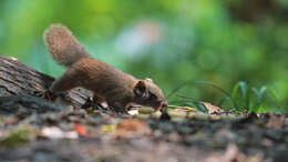 Image of Callosciurus erythraeus styani (Thomas 1894)