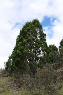 Plancia ëd Callitris endlicheri (Parl.) F. M. Bailey