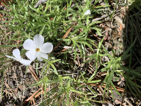 Image of flowery phlox