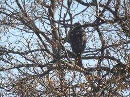 Image of Black Sparrowhawk