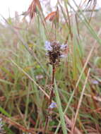 Image of Wahlenbergia capitata (Baker) Thulin