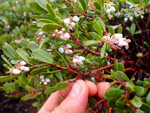 Image of sandmat manzanita