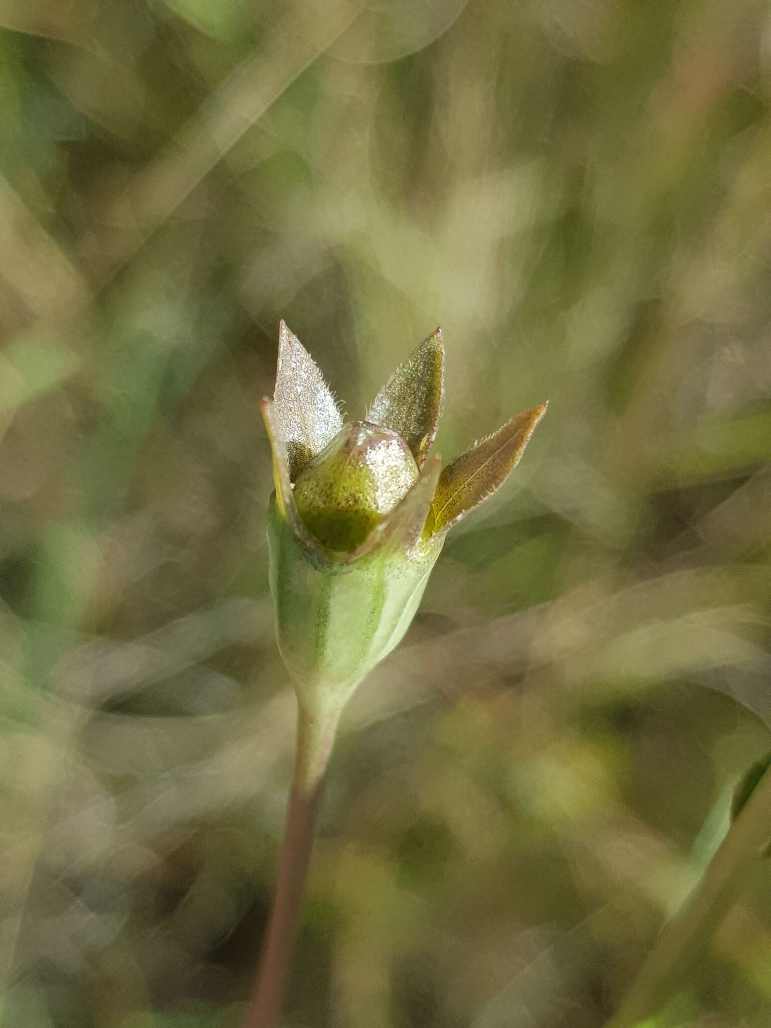 صورة Wahlenbergia undulata (L. fil.) A. DC.