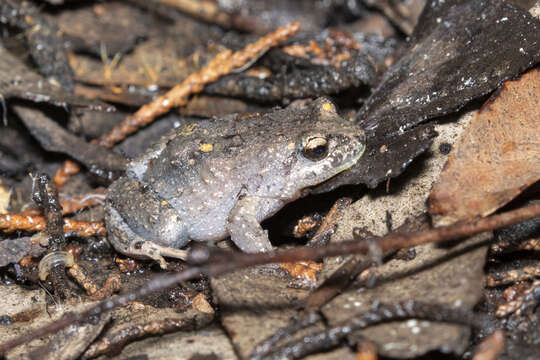 Image of Smooth Froglet