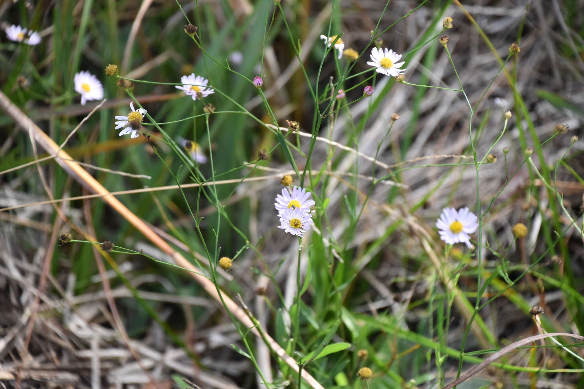 Image of Small-Head Doll's Daisy