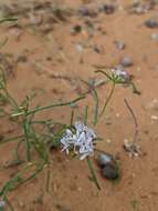 Image of sanddune ipomopsis