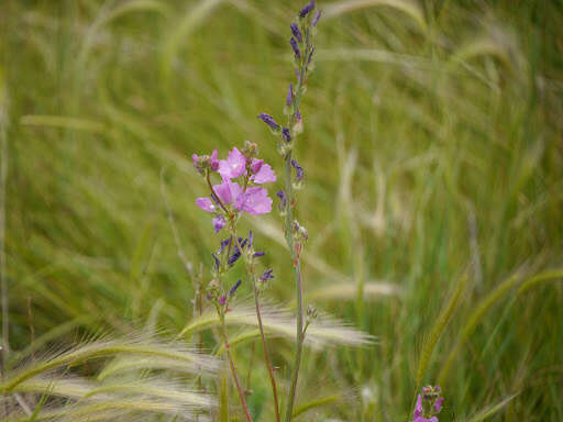 Imagem de Sidalcea neomexicana A. Gray