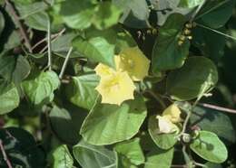 Image de Cordia lutea Lam.