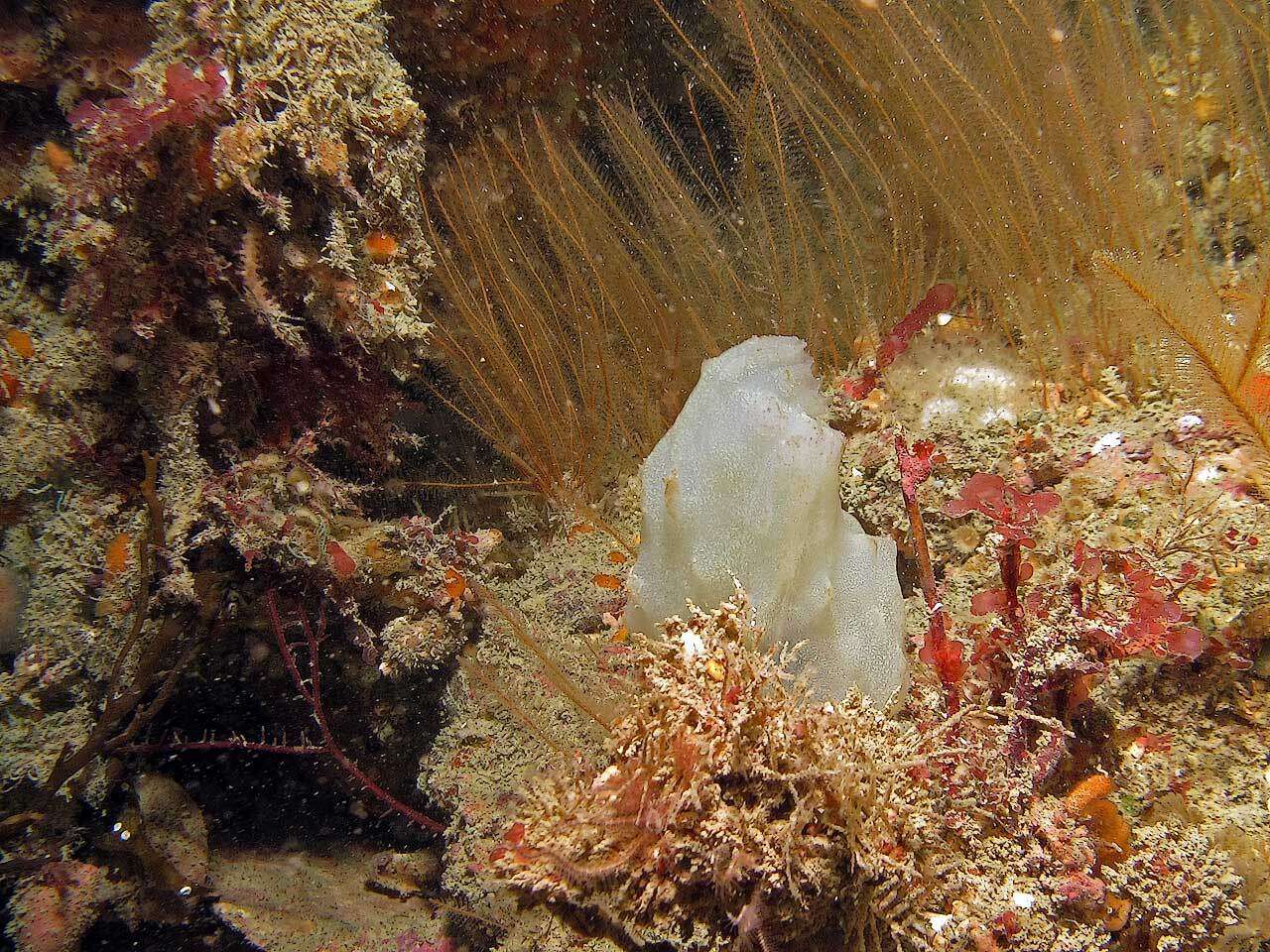 Image of white sea-squirt